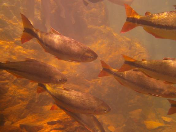 Peixes nadam no lago da Cachoeira da Serra Azul, em Bom Jardim, em Mato Grosso